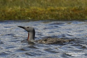 Red-Throated Diver